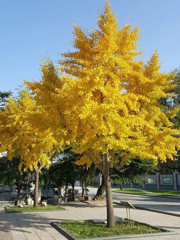 银杏树报价