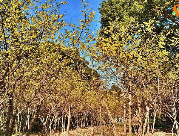 腊梅树报价