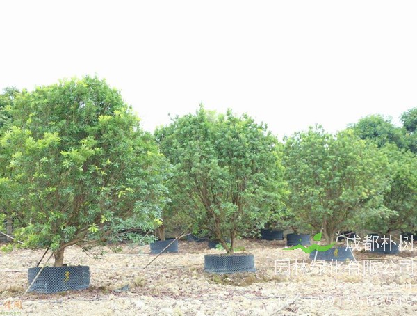 杨梅树的雌雄怎么区分？