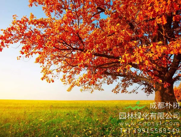 枫树有什么品质？