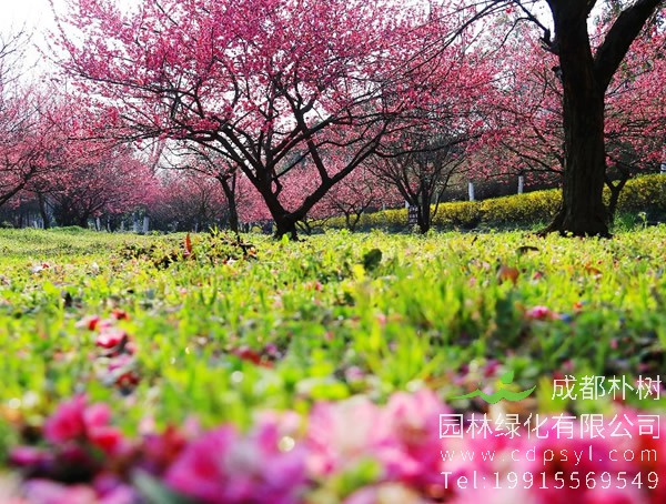 红梅树的生长习性是什么？