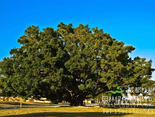 菩提树的寓意有哪些？