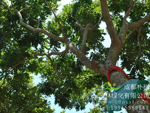 黄花梨树值多少钱？