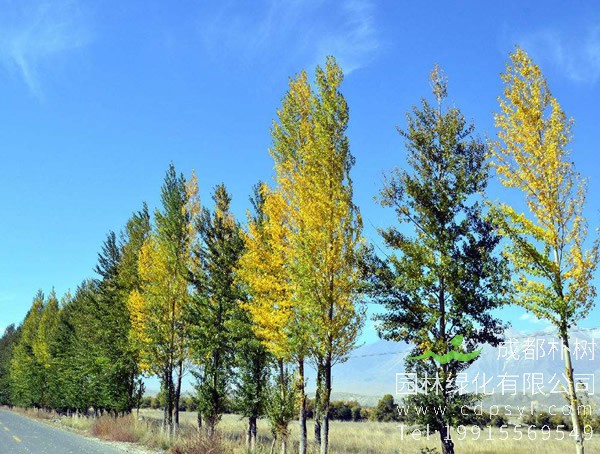 白杨树象征意义是什么？