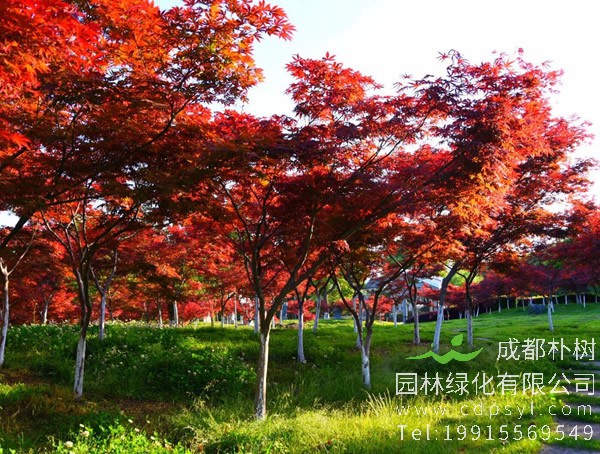 枫树和枫叶分别有什么特点？