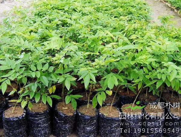 黄花梨树长什么样？