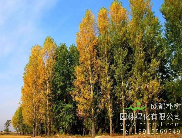 白杨树和杨树有什么区别？