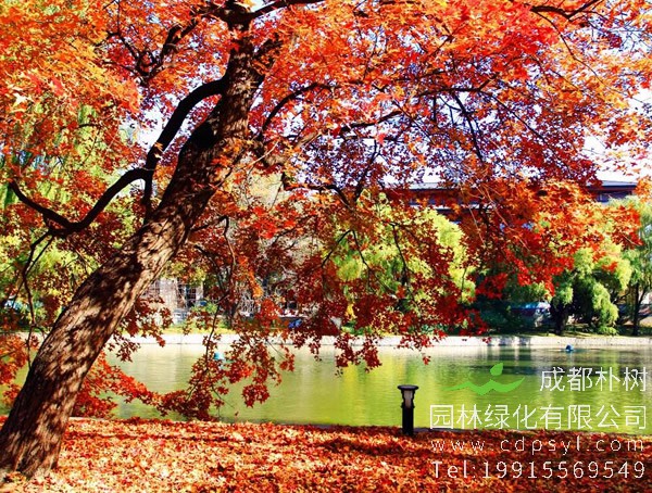 枫树的种类有哪些？