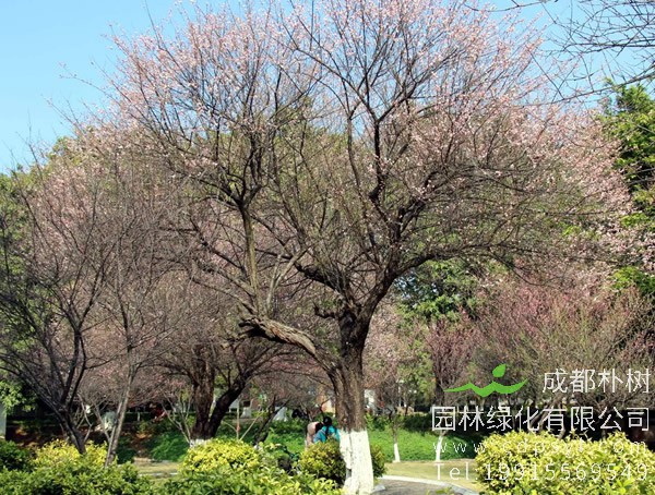 红梅树盆景的养殖方法有哪些？红梅盆景如何制作？