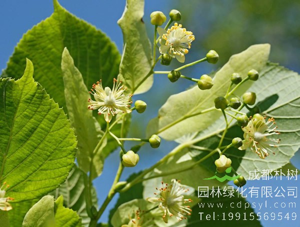 菩提树的功效与作用有哪些？