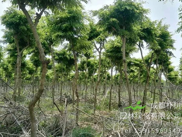 黄花梨树为什么如此昂贵？