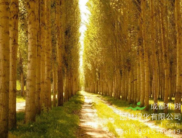 白杨树的特点有哪些？