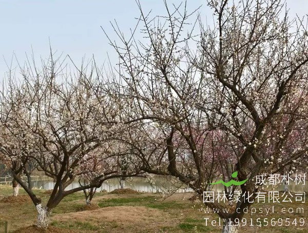 红梅树什么时候发芽？