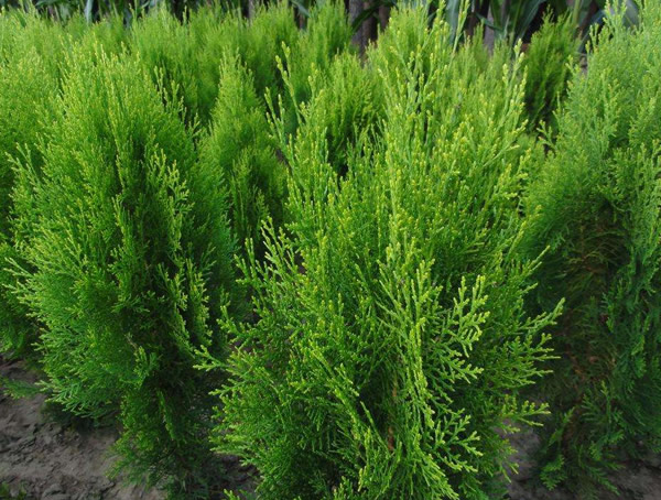 侧柏和柏木有何区别？