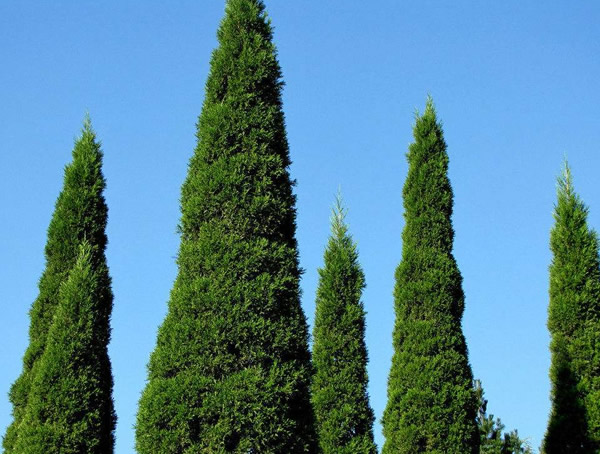 侧柏有哪些品种？