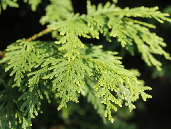 怎样区分侧柏和普通柏树？