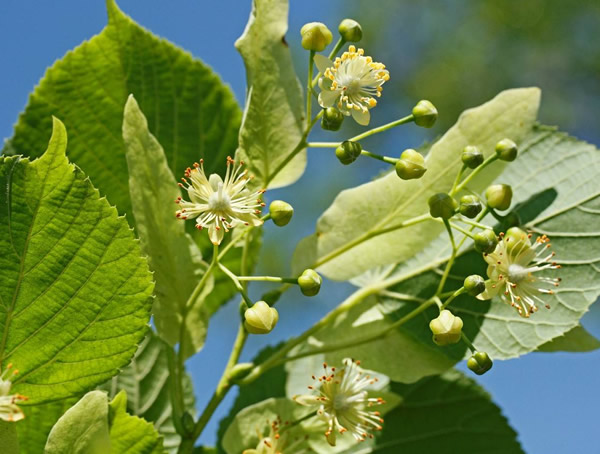 菩提树的功效与作用有哪些？