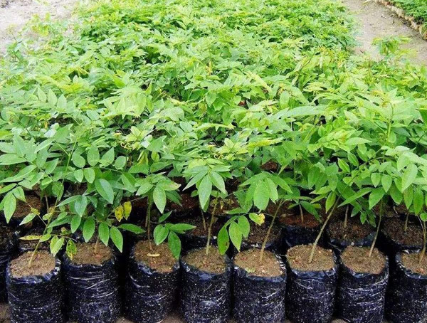 黄花梨树长什么样？