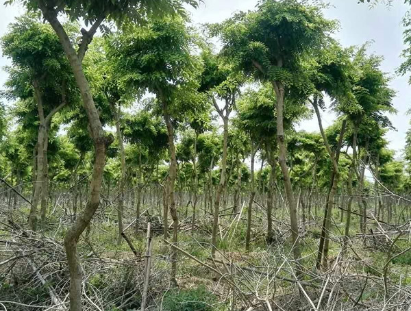 黄花梨树为什么如此昂贵？