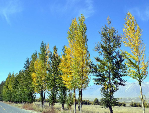 白杨树象征意义是什么？