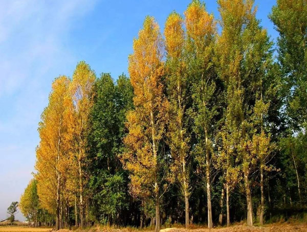 白杨树和杨树有什么区别？