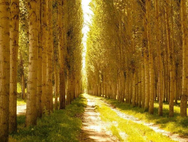 白杨树的特点有哪些？