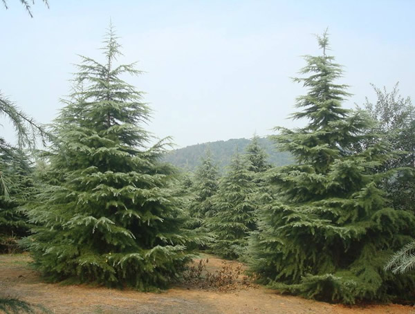 雪松树有哪些作用？