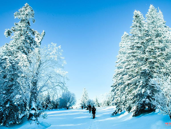 雪松树的死亡的原因以及处理措施有哪些？