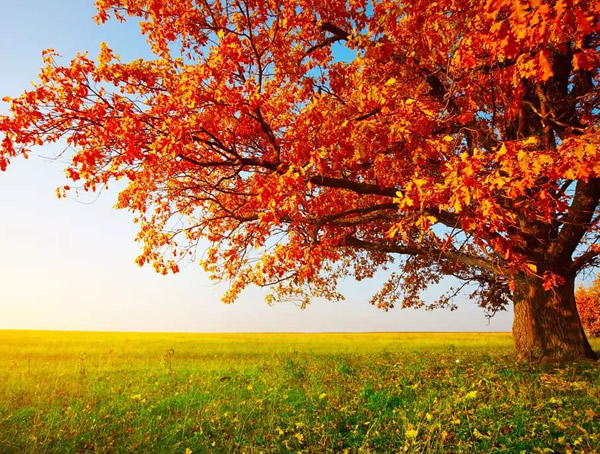 枫树有什么品质？