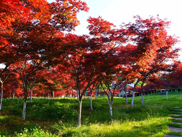 枫树和枫叶分别有什么特点？