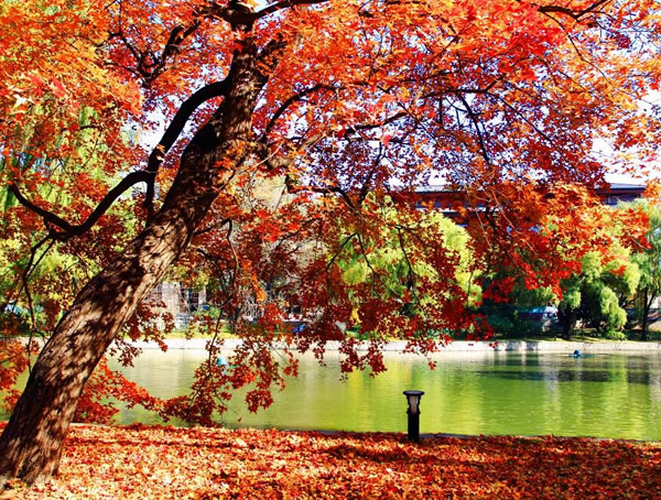 枫树的种类有哪些？