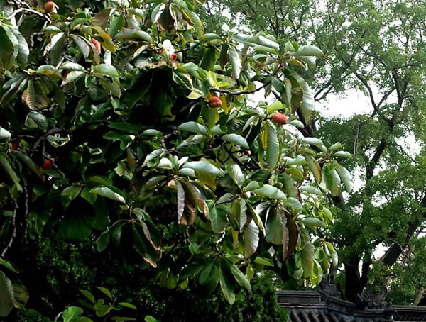 厚朴树有哪些作用？