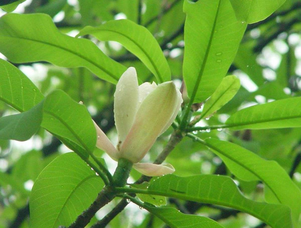 厚朴树在北方可以种植吗？ 