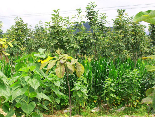 种植日本厚朴树的前景如何？