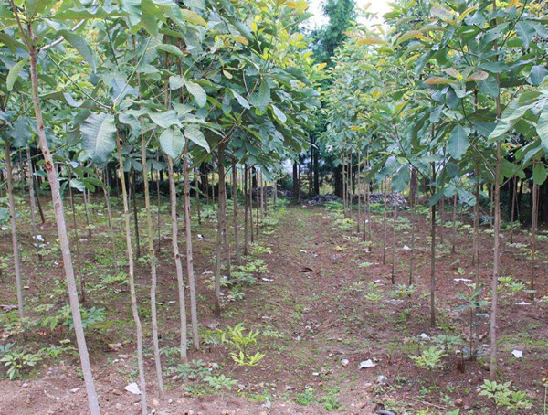 厚朴树的栽培条件有哪些？