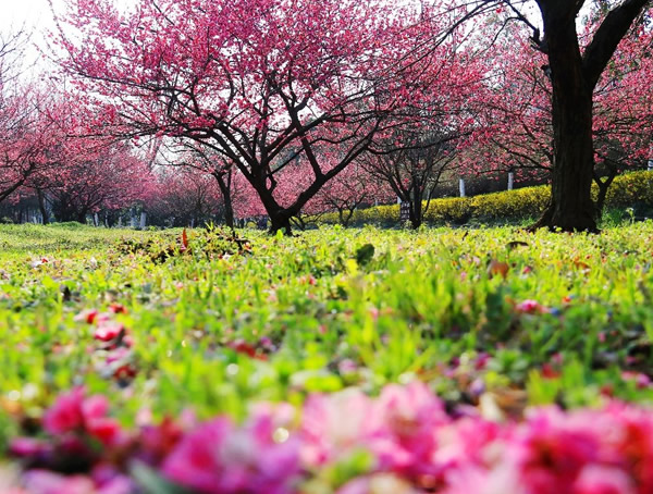 红梅树的生长习性是什么？