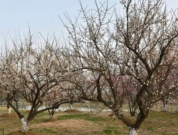 红梅树什么时候发芽？