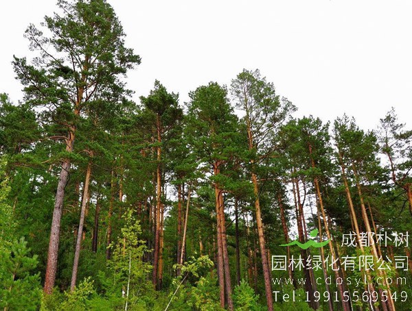 花旗松与樟子松怎么区别？