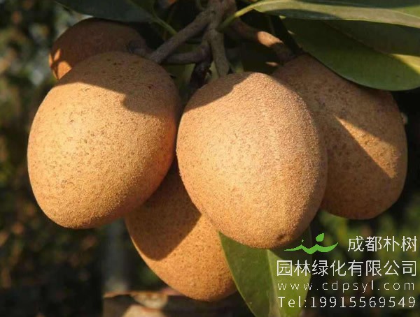 人心果种多久可以结果？