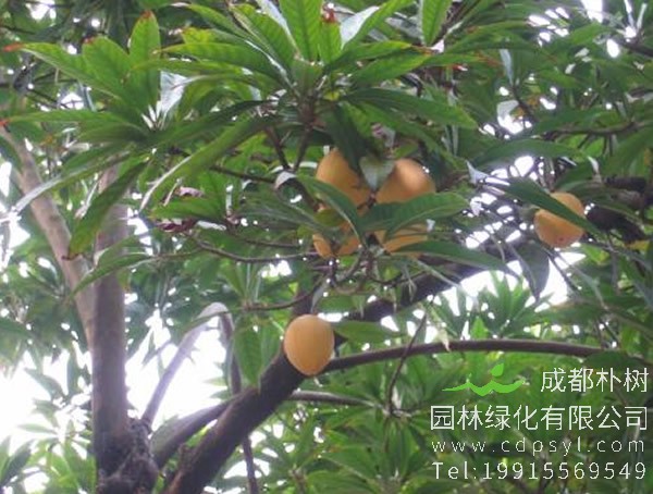 蛋黄果树大量落叶是啥原因？