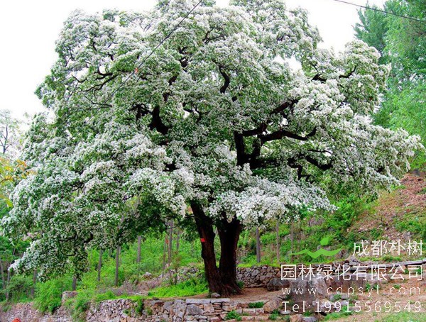 怎样养殖流苏树？