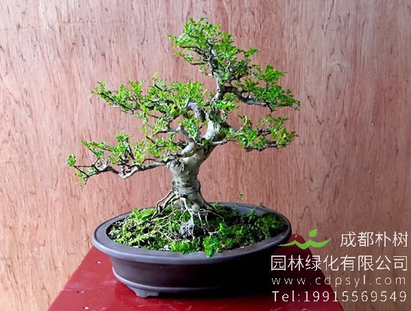 白蜡和对节白蜡是一回事吗？