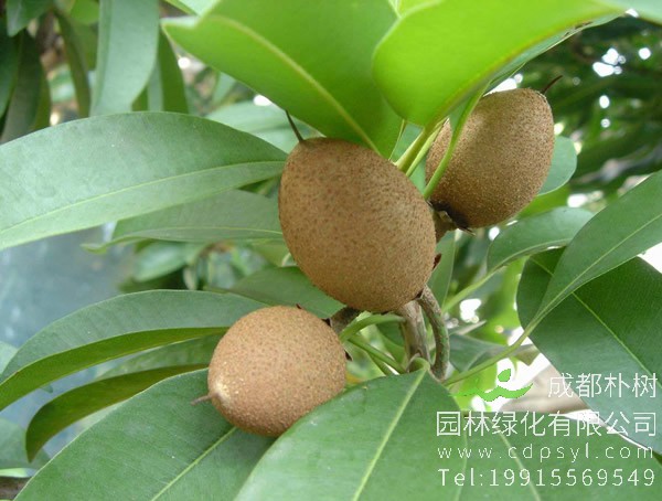 人心果的功效与作用，人心果怎么吃？