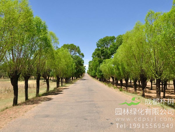 杨树的功效与作用，杨树有什么用处？