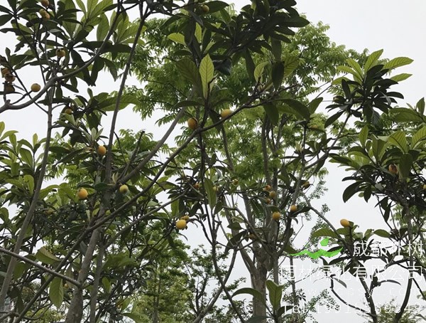 北方室内蛋黄果树能出果吗？