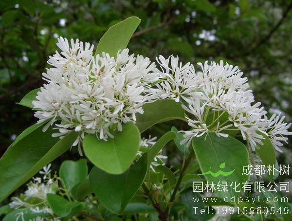 流苏树的功效与作用，流苏树到底有什么作用？