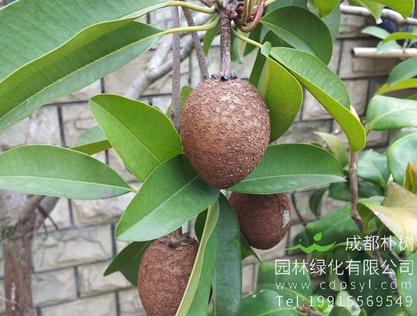 人心果和奇异果一样吗？