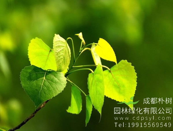 杨树的生活习性有哪些？