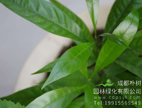 蛋黄果长在树上吗？是什么样的呢？