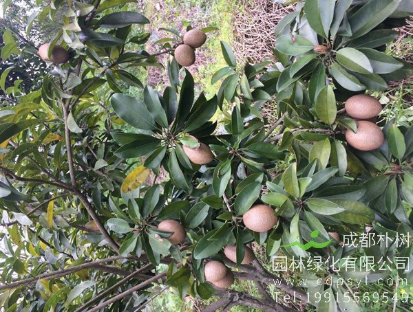 人心果如何种植、管理才能开花、结果？